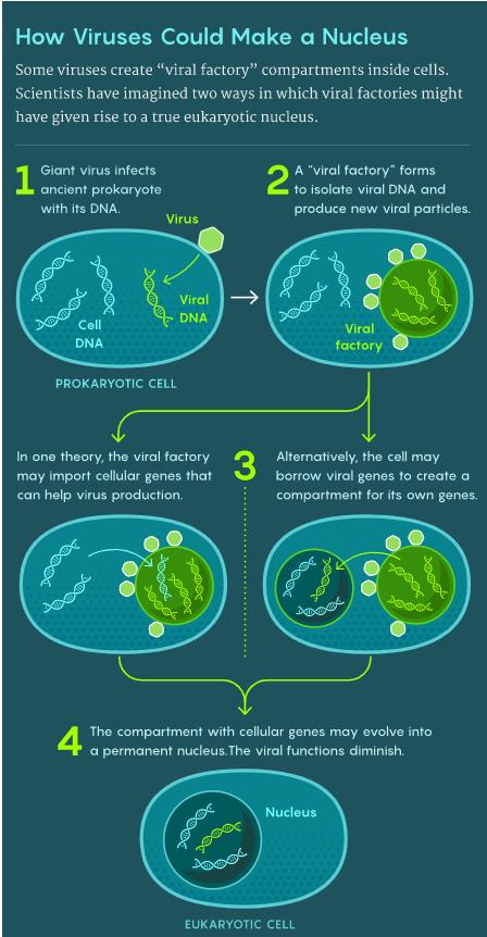 病毒如何形成细胞核？（1）巨型病毒感染古代原核生物细胞，其DNA进入细胞内部；（2）一个“病毒工厂”形成，将病毒DNA隔离起来，并制造新的病毒颗粒；（3）一个理论认为，“病毒工厂”可能引入了细胞基因，有助于病毒增殖；另一个理论认为，细胞可能借用了病毒基因来形成一个区室，将自身基因分隔起来；（4）包含细胞基因的区室可能演化成一个永久性的细胞核，病毒的功能逐渐消失