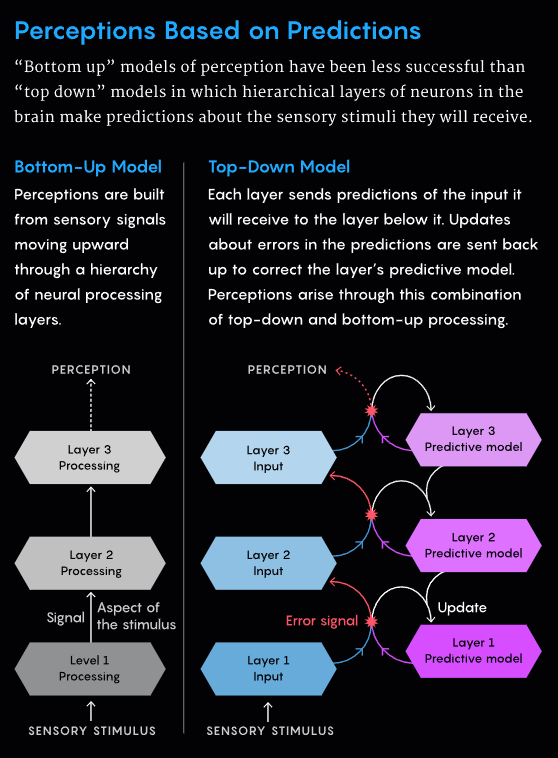 基于预测的感知。在解释大脑的感知机制时，“自下而上”的感知模型（左）并不如“自上而下”的模型，后者具有由神经元组成的层级结构，使大脑能对即将接收到的感官刺激做出预测