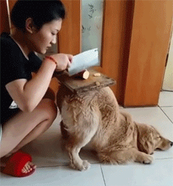 居然还能当桌角-搞笑gif动态图片-izike