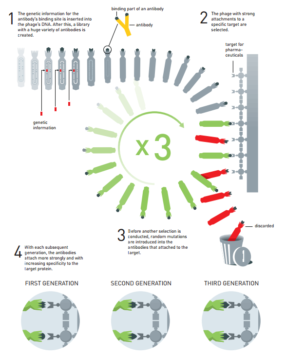 使用噬菌体展示的抗体定向进化原理。该方法被用于生产新的药物。1、抗体结合位点的遗传信息被插入到噬菌体DNA之中。此后可用于创建一个具有多样性的抗体库；2、对于一个被选定特殊目标、具有强附着性的噬菌体；3、在进行另一种选择之前，随机突变将被引入，附着在目标抗体上；4、随着新一代抗体的出现，抗体会更加强烈地附着在目标蛋白质上。