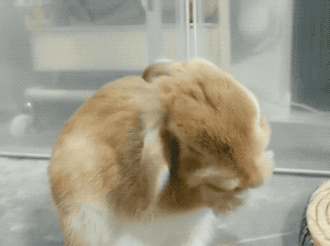 这才是猛男该看的兔兔-帅哥动态图片-gif动态图-izike