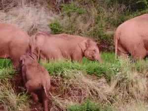 努力爬坡的小象 | 云南省森林消防总队 / 新华网