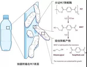 细菌降解PET塑料示意图