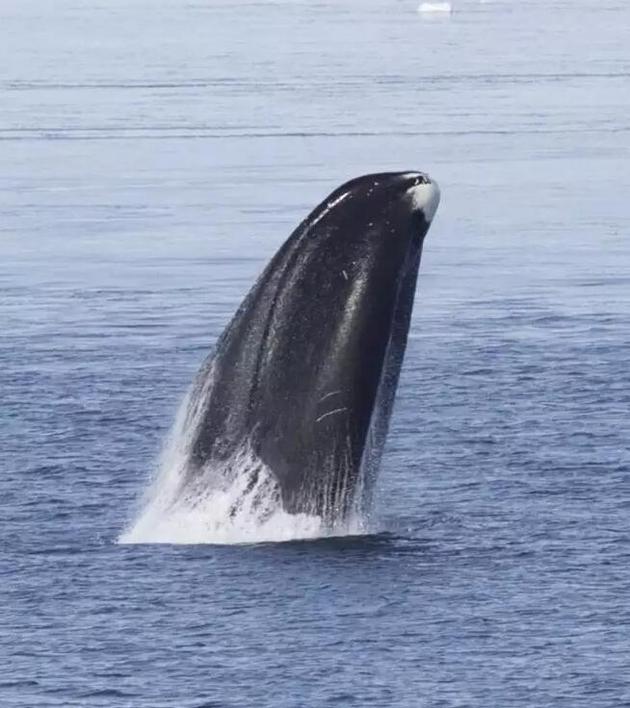 弓头鲸能活到两百多岁