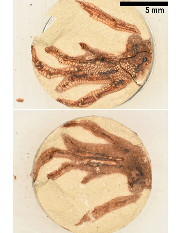 经过成熟过程的蜥蜴脚标本，显示了褐色的骨骼、有机斑点和鳞片印迹。