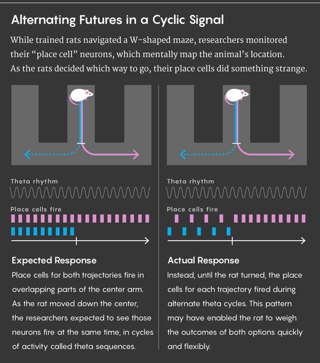 在迷宫中央时，大鼠的一些位置细胞会在它们向左转弯之前（和过程中）发出信号，而另一些位置细胞则是在向右转弯之前（和过程中）发出信号。一个合乎逻辑的猜测是，当大鼠接近转弯点时，这两组位置细胞有时会同时发出信号，因为在迷宫的这一区域，位置细胞的共同活动反映了大鼠当前的位置。然而，这一现象从未出现过。相反地，两组位置细胞会轮流发出电信号。