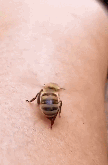 蜜蜂的刺针一生只能用一次吗