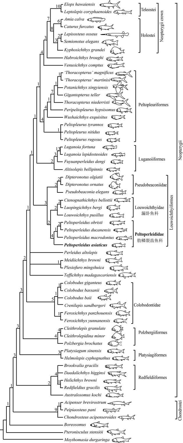 图6。 新重建的新鳍鱼类分支谱系图，显示肋鳞裂齿鱼科和漏卧鱼科的姐妹群关系 （徐光辉 供图）