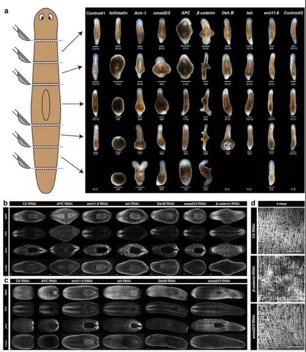 再生片段和裂殖亲本的形态和/或内部组织的分析。

　　图片来源：Arnold et al。（Reference 1）
