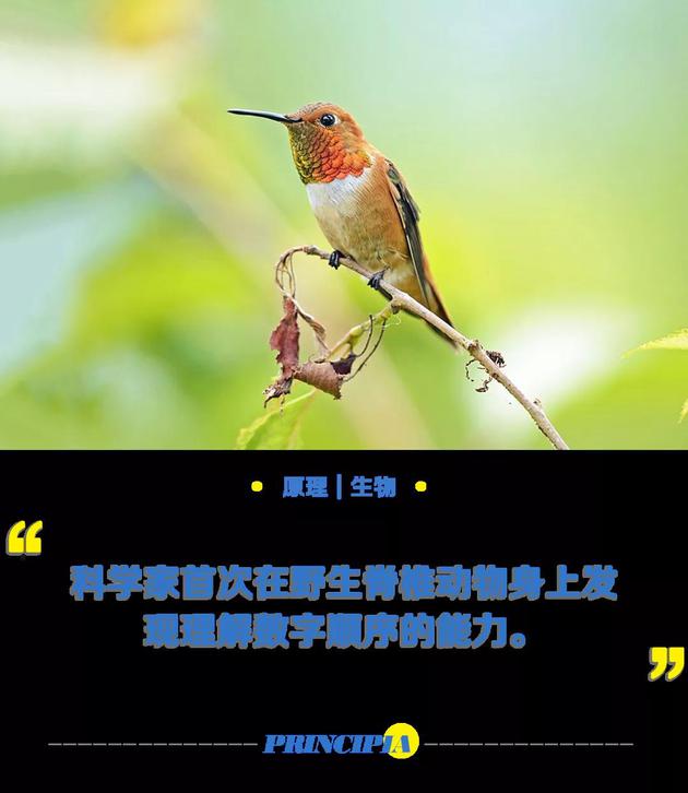 蜂鸟反击里的顾曼婷是谁表演的