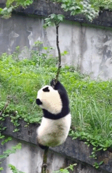 在控制熊口这一块捏的死死的-搞笑gif动态图片-izike