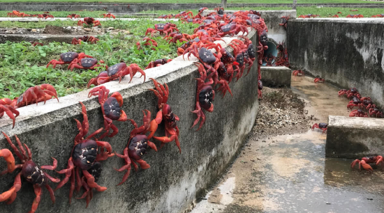 谷歌计划在圣诞岛建立军用AI数据中心 用于侦察与监测