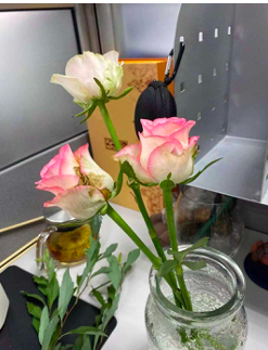 (用户投诉的电商花卉晒图)