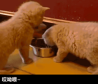 你是猪吗，还吃！-搞笑gif动态图片-izike