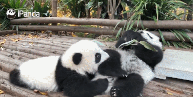 你无法拒绝的“嘤嘤嘤”-搞笑gif动态图片 - izike-izike