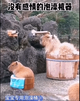 水豚父子佛系泡澡…-搞笑gif动态图片-izike