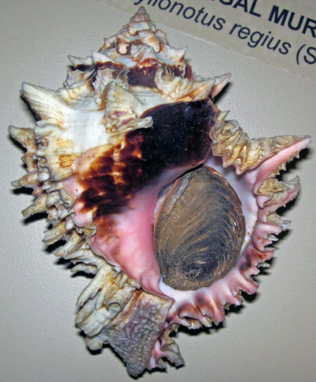 腓尼基沿海城市泰尔的居民使用粉碎后的海洋软体动物生产出一种叫做“泰尔”的紫色染料，这种软体动物是海螺，其内分泌腺会分泌紫色粘液。