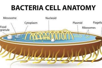 细菌是原核生物，没有人类、动物和植物细胞所拥有的细胞核