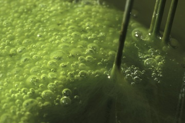 蓝藻菌以阳光为“早餐”，制造氧气，改变了地球大气层的成分组成