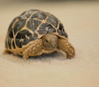 萌萌的缩头-搞笑gif动态图片 - izike-izike