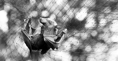 被捕捉用于研究埃博拉病毒的蝙蝠 图片来源：法新社