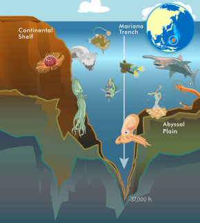 马里亚纳海沟的10种奇怪生物