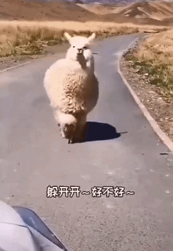当你在公路上偶遇一只羊驼！-搞笑gif动态图片-izike