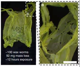 一百只蜡螟12小时内对塑料袋的降解