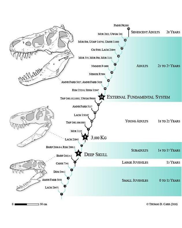 3、霸王龙经历了21个不同的生长阶段，从瘦弱的小家伙成长为成熟的巨型恐龙之王，它的成长历程中经历了两个重要阶段——青春期和18岁左右。