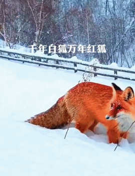 大兴安岭火狐狸美丽惊艳