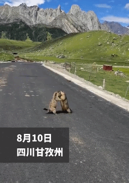 土拨鼠打架都这么可爱-搞笑gif动态图片-izike