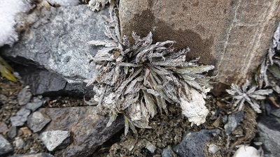 中国西南野生生物种质资源库工作人员在采集记录植物种子（中科院昆明植物所供图）