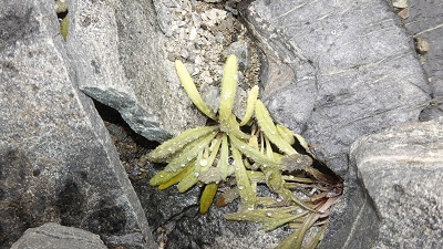 鼠麴雪兔子图片