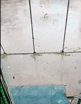 据说是第一次看到下雨-搞笑gif动态图片-izike