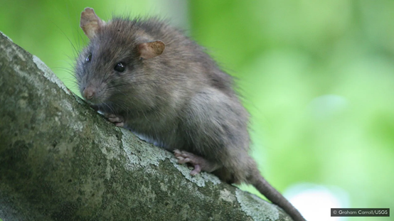 鼠类在较冷气候下便可快速繁殖，而在温暖舒适、食物充足的热带，繁殖速度甚至更快。