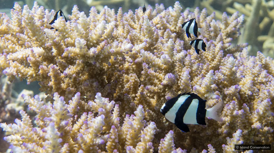 鸟粪可以为岛屿提供来自远处的养分供应，可以增强珊瑚礁的复原能力。