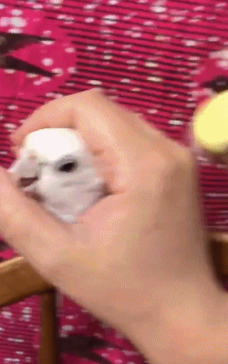 原来小鸟也会争宠…-搞笑gif动态图片-izike