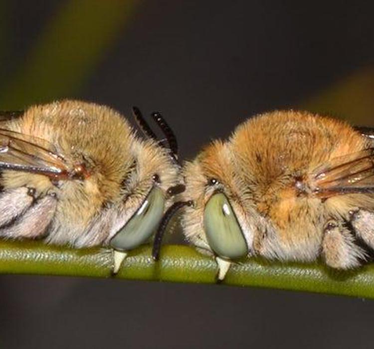 昆虫睡眠状态十分特殊 或将揭晓人类睡眠谜团 果蝇 睡眠 昆虫 新浪科技 新浪网