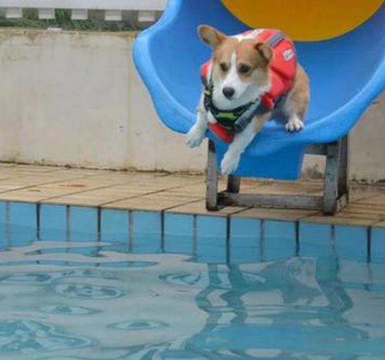 给狗减肥月掏3000元 2000亿