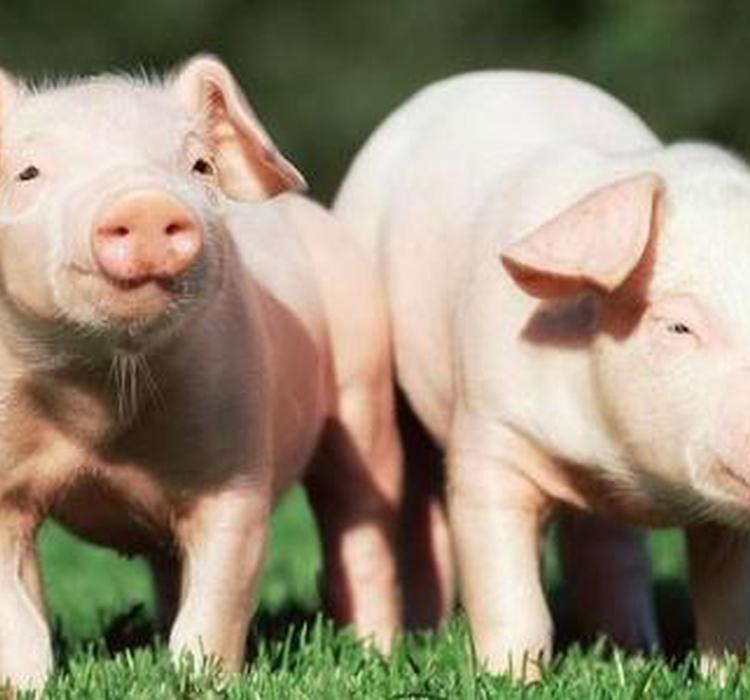 新型猪流感病毒会引发大流行吗？3专家释疑