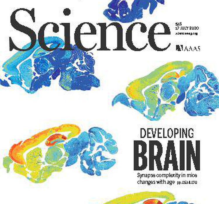 大脑突触图谱诞生！或能解释衰老为何导致智力变化