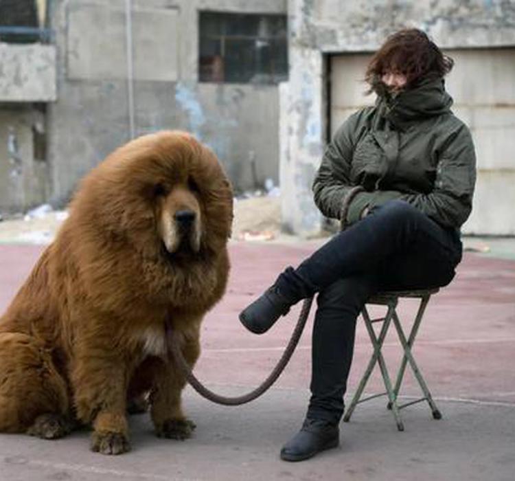 从身价千万到没人吃的肉狗 藏獒遭受了人类最无情的捧杀 藏獒 新浪科技 新浪网