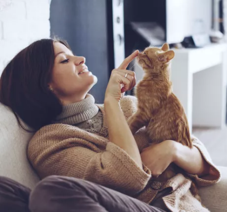 猫寄生虫能控制人类？感染后当企业家概率更高！_手机新浪网