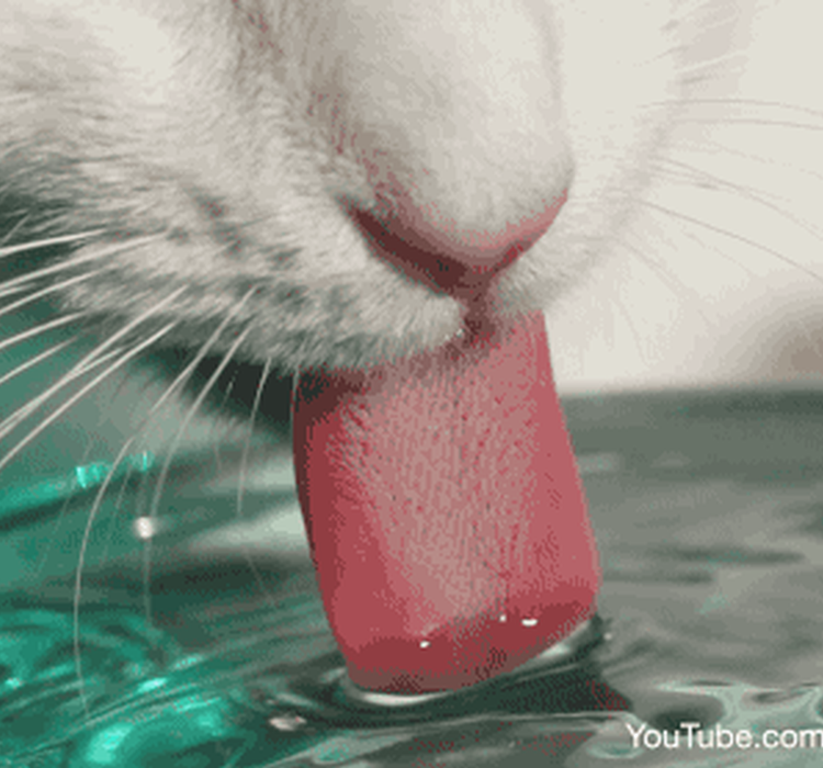 　猫舔水慢动作 图源：KQEDdeeplook