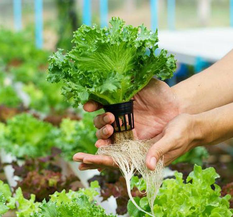 水耕栽培是什么 如何打造一个水培系统 手机新浪网