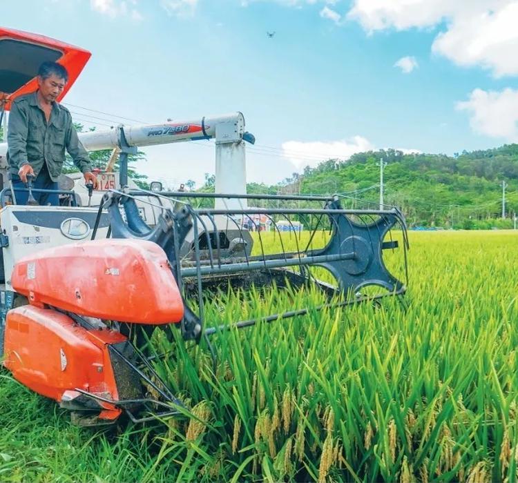 袁隆平院士的“超优千号”超级杂交稻平均亩产1004.83公斤