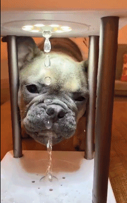 狗好奇先动嘴,猫好奇先上爪