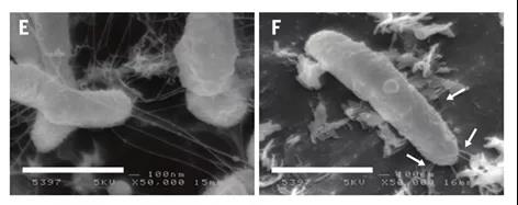 细菌附着在PET表面行使功能