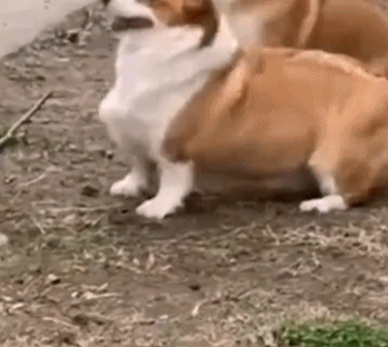 需要互相配合的运动gif搞笑图片