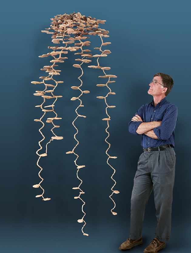蚂蚁学家沃尔特·钦克尔站在他制作的一种收获蚁的蚁巢石膏模型旁边。这个2.6米长的雕塑呈现了地下蚁穴复杂的结构和深度。